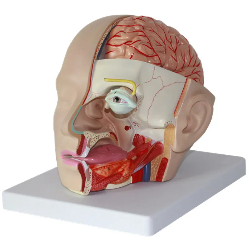 Sciedu Head Anatomy Model Factory vendita diretta modello cerebrale studenti medici modello di cervello umano per cervello e neurologia di fascia alta