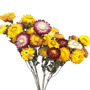 Wholesale Cheap Dried Natural Flowers Colorful Gerbera Daisy Preserved Pineapple Chrysanthemum Helichrysum for Home Decoration