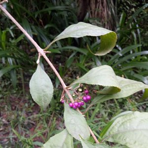 DA Ye Zi Zhu bigleaf beautyberry Leaf ก้านธรรมชาติ Callicarpa macrophylla - Product Image 3