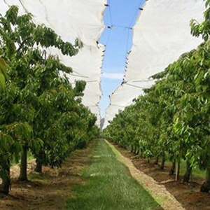 Lona Agrícola Transparente para Aves, Plástico para Cultivo de Frutas con Estabilizador UV y Bordes Reforzados para Uvas y Cerezas - Product Image 1