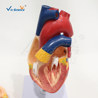 Modelo de Corazón Natural Grande, Ecológico, de PVC Reutilizable, para Demostración de Estructura, para Enseñanza de Anatomía en Laboratorios Médicos, con Certificaciones CE/ISO/ROHS/CNAS
