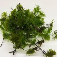 10 pièces de mousse de poteau séchée et préservée, coussin en forme de chignon, véritable mousse verte naturelle, kit de bricolage pour terrariums décoratifs, jardinage, art mural