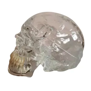 Anatomy the transparent model skull with teeth nerve, Neural model of skull with teeth