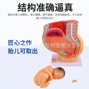 Modelos de embarazo y desarrollo, modelos embrionarios de planificación familiar, modelos de desarrollo fetal, anatomía uterina - Product Image 4