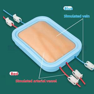 Modèle de moule de peau en PVC de pratique d'infirmière médicale pour l'échantillonnage de sang et l'injection <span class=keywords><strong>intraveineuse</strong></span> pour la formation en sciences médicales - Product Image 3