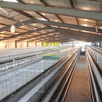 Conception de l'aménagement de l'élevage avicole, installation complète d'une ferme avicole pour poulets de chair et poules pondeuses, conception automatique de poulailler