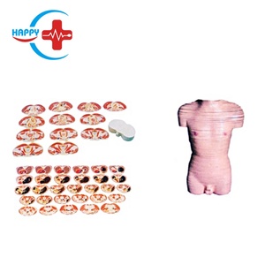 Mô hình y tế HC-S275 Tài liệu giảng dạy Mô hình giải phẫu Mô hình mặt cắt thân người nam - Product Image 2