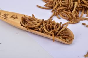 Vente <span class=keywords><strong>de</strong></span> gros Ver à <span class=keywords><strong>farine</strong></span> séchée riche en protéines - Product Image 6