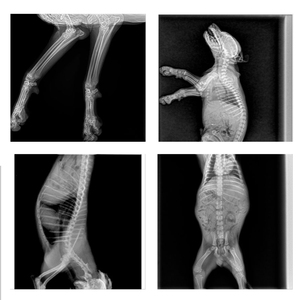 SNSEK Brand Vet Clinic Alto rendimiento Alta potencia Dr Machine X Ray Equipo veterinario Generador Radiografía digital - Product Image 5