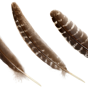 Venta caliente al por mayor barato salvaje prohibido pavo colas ala pluma para atado <span class=keywords><strong>de</strong></span> moscas artesanías tocado indio decoraciones - Product Image 3