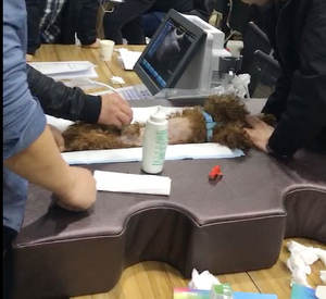 Tapis <span class=keywords><strong>de</strong></span> positionnement <span class=keywords><strong>auxiliaire</strong></span> pour radiographie et échographie en cardiologie pour cliniques vétérinaires, Tapis d'échographie, Grande taille - Product Image 1