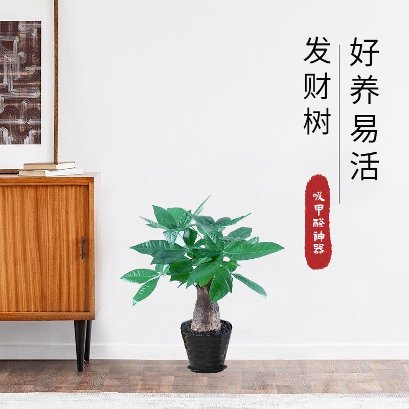 Modelado de árbol de la fortuna trenzado, 14-16m