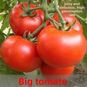 بذور طماطم حمراء كبيرة فائقة الحلاوة للبيع بالجملة عبر الحدود للزراعة في الربيع والخريف في شرفات وحدائق الخضروات والفواكه - Product Image 6