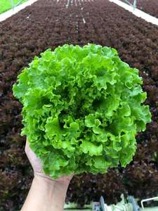 G & N Trous personnalisés DWC White XPS Board <span class=keywords><strong>Planche</strong></span> flottante hydroponique <span class=keywords><strong>pour</strong></span> système de culture hydroponique de légumes feuillus - Product Image 4