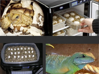 Prix usine entièrement automatique incubateur d'oeufs de reptiles 40 pièces tortue incubateur d'oeufs