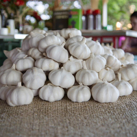 Fournisseurs chinois, vente en gros, export, nouvelle saison, ail frais en vrac, ail pelé avec emballage personnalisé