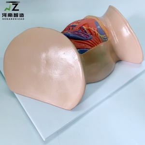 Modelo de Útero Femenino 1:1, Modelo de Anatomía Pélvica con Músculos del Suelo Pélvico - Product Image 3