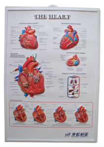 Personnalisé 3D <span class=keywords><strong>PVC</strong></span> anatomique/Anime poster impression <span class=keywords><strong>PVC</strong></span> poster - Product Image 6