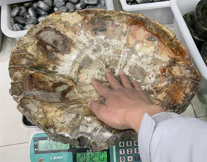 ชามฟอสซิลไม้ธรรมชาติขนาดใหญ่สำหรับตกแต่งบ้าน - Product Image 4