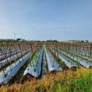 Bâtons de jardin en bambou durables, piquets agricoles naturels pour le soutien des plantes de pépinière, origine Vietnam - Product Image 1