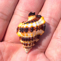 Naturel Rare Poli Conque Coquilles Zèbre Ailes Poisson pour Aménagement Paysager Décoration Méditerranéenne Décor À La Maison Spécimen Coquilles