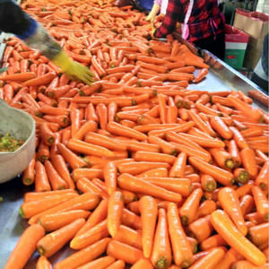 Chất lượng cao tươi Trung Quốc cà rốt cho xuất khẩu - Product Image 5