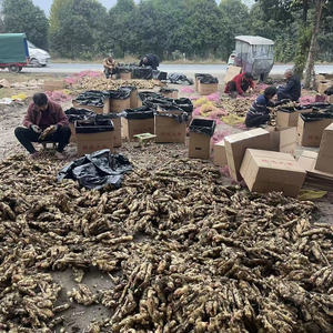 Chất Lượng Cao Hữu Cơ Khô Gừng Gốc Đen Gừng Với Giá - Product Image 5