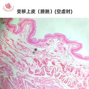 Muestras del sistema urinario teñidas con HE, preparados microscópicos, secciones de ureter, vejiga y riñón, observación microscópica, biología típica - Product Image 2
