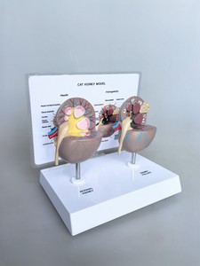 Modèle d'anatomie rénale féline - Rein normal et pathologique avec calculs et lésions pour l'enseignement vétérinaire - Product Image 3