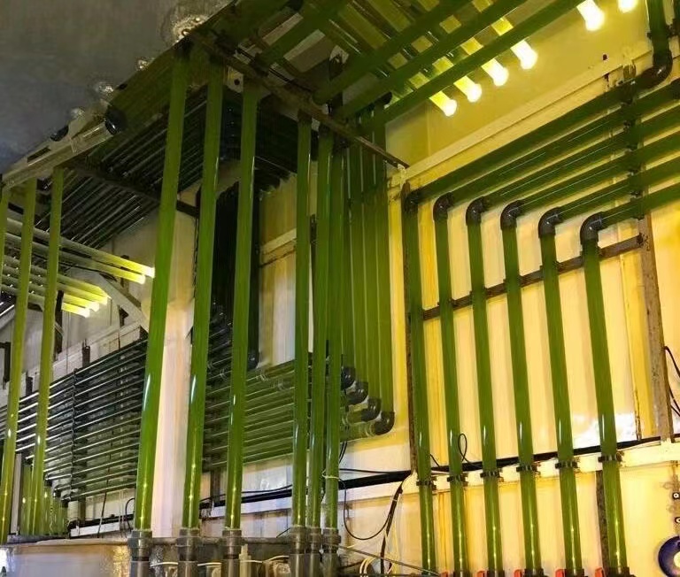 Photobioreactors для Production из Microalgae Farm