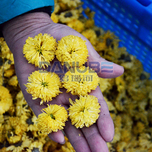 Deshidratador Industrial de Flores y Hierbas, Equipo de Secado de Crisantemos, Máquina de Eliminación de Humedad de Plantas Botánicas - Product Image 5