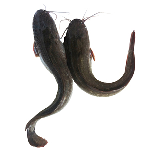 Vente en gros de poisson-chat congelé d'Egypte ferme Clarias Fuscus élevée de Chine - Product Image 1