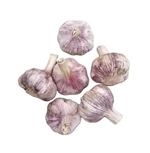 Red garlic size 55/65mm loose bag packed new season fresh garlic supply