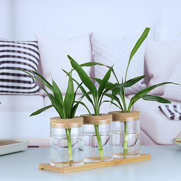 Home Decor 3pcs Plant Terrarium Glass Containers Set Tabletop Growing Hydroponic Plants Glass Cylinder Vases With Bamboo Stand