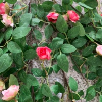 Guirlande murale de roses artificielles en soie de bonne qualité J-261015 pour la décoration de la maison et des mariages