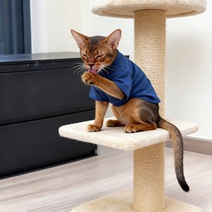 Gilet sottile primaverile/estivo anti-perdita di pelo per gatti Abyssino, modello 3218, stile casual, per gatti di piccola taglia, direttamente dalla fabbrica - Product Image 5