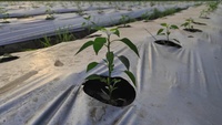 Film de paillage agricole perforé en plastique, résistant aux UV, pré-perforé, barrière anti-mauvaises herbes, rouleau PE, vente en gros directe usine