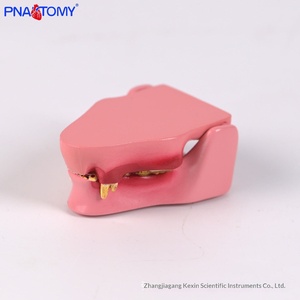 Modello Anatomico di Denti di <span class=keywords><strong>Gatto</strong></span>, Scheletro Animale, Denti Canini, Incisori e Molari, Ausili Didattici Veterinari - Product Image 2