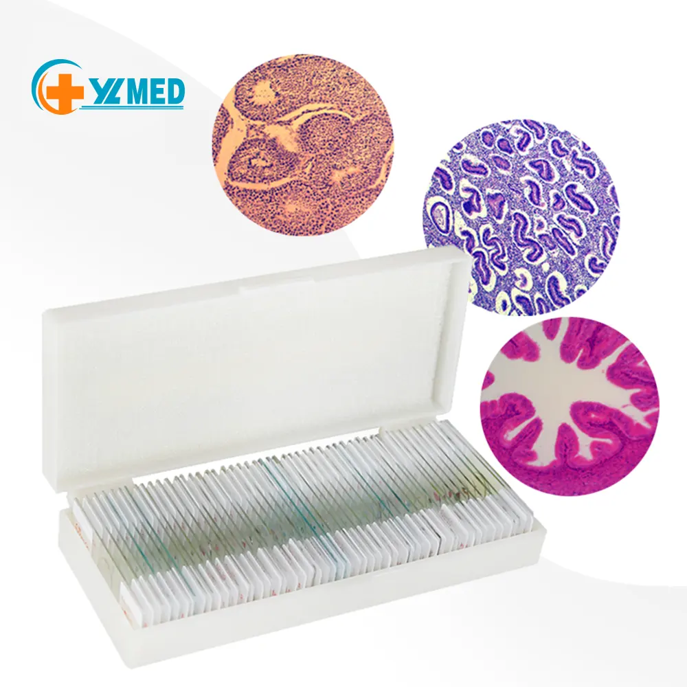 Medical science Many types of human tissue slides human histology slides histology prepared slides for university