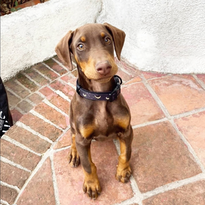 Arnés y Correa para Mascotas Reversibles con Logotipo Personalizado, Sin Tirones, Impresión OEM, Ajustable, Ligero, Juego de Arnés para Perro Celestial - Product Image 4