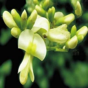 जीएमपी उच्च गुणवत्ता वाले यूका सिडिगेरा निकालें रूट-आधारित भोजन और फ़ीड ग्रेड युक्का पाउडर प्रमाणित हैल सैपोनिंस समृद्ध यूव टेस्ट विधि - Product Image 3