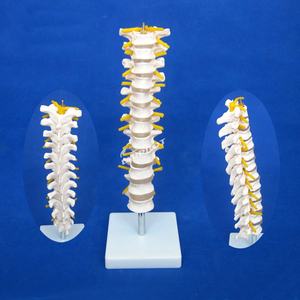 Modèle de vertèbre thoracique, colonne vertébrale avec moelle épinière et simulateur de nerfs Structure osseuse enseignement fantôme médical - Product Image 2
