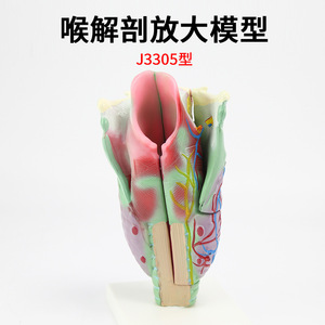 Modèle anatomique du larynx (larynx agrandi), cavité laryngopharyngée, otolaryngologie, équipement expérimental biologique - Product Image 4