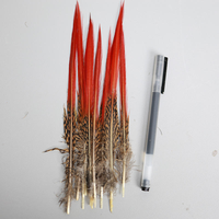 Vente en gros de queues de faisan doré naturel de 5 à 25 cm Plumes à pointe rouge pour coiffure de carnaval Artisanat Costumes de danse