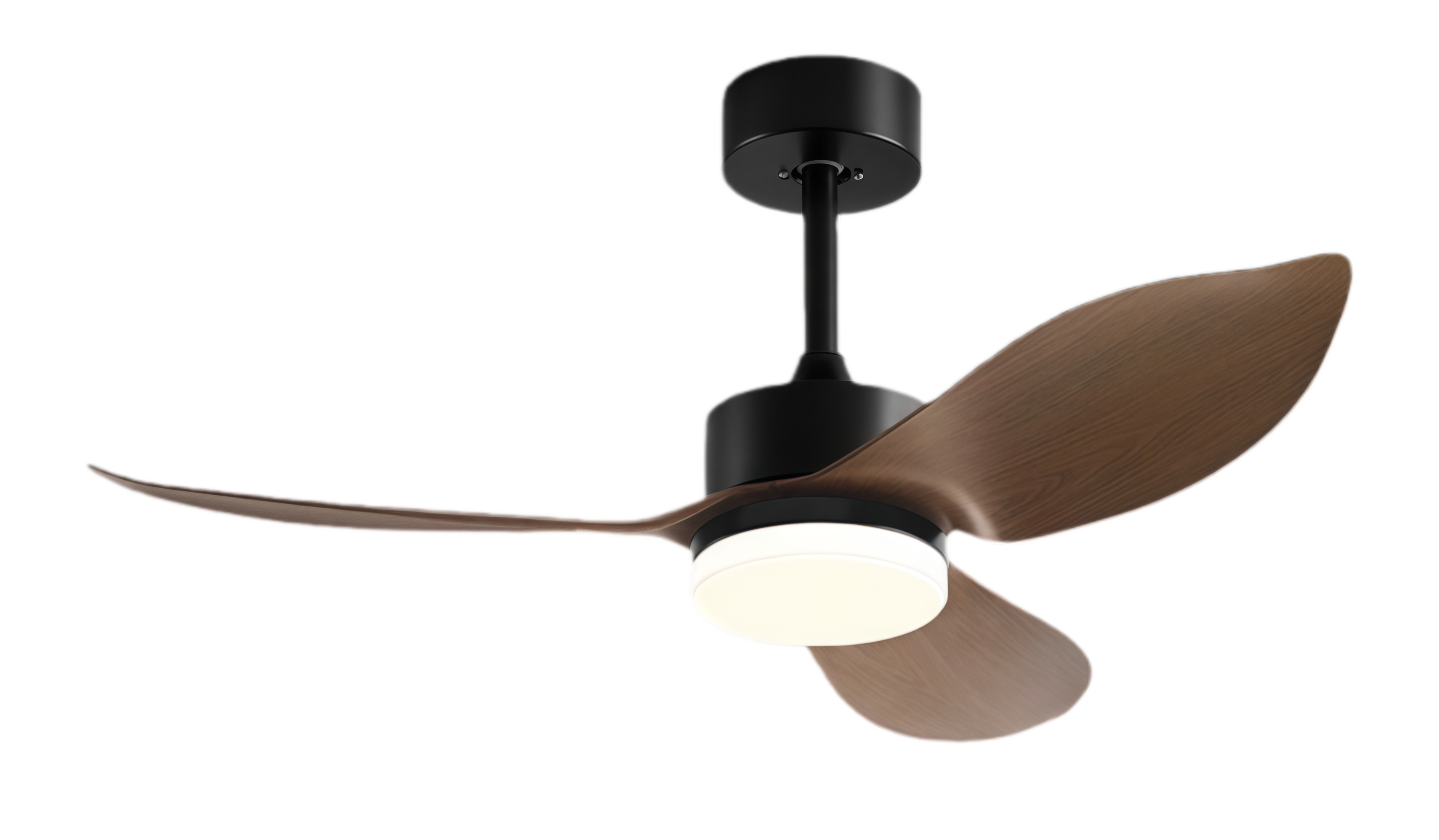 วอลนัทดำ