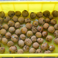 Industriële & tafelmodel kersenontpitter, fruitontpitter voor kersen, longan, Phyllanthus Emblica fruitontpitting en -verwerking