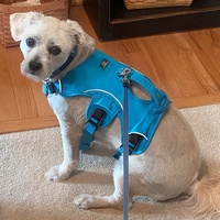2023 nouvelle poignée de levage de harnais de chien anti-fuite avec doublure en mousse réglable harnais réfléchissant pour animaux de compagnie