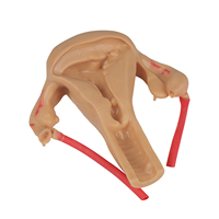 Simulateur de formation sur dispositif intra-utérin (DIU) féminin, modèle anatomique médical scientifique en PVC couleur chair, pour l'enseignement