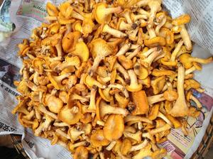Detan <span class=keywords><strong>Prix</strong></span> de gros Champignon Chanterelle sauvage fraîche de haute qualité - Product Image 5