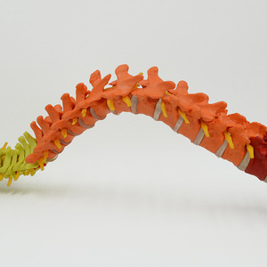 Modèle de colonne vertébrale coloré pour adultes, pour l'enseignement médical en dermatologie ; modèle de structure de la colonne vertébrale et de la pelvis humaines courbées - Product Image 3